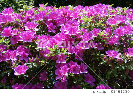 平戸躑躅 ヒラドツツジ 花言葉は 愛の喜び の写真素材 平戸躑躅 ヒラドツツジ 花言葉は 愛の喜び の写真素材