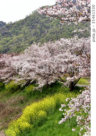 春のイメージ(桜と菜の花) 春のイメージ(桜と菜の花) 35461530