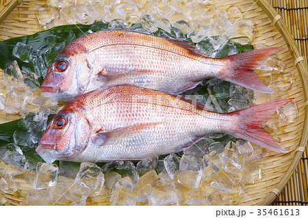 鯛 食材 鯛 食材 35461613