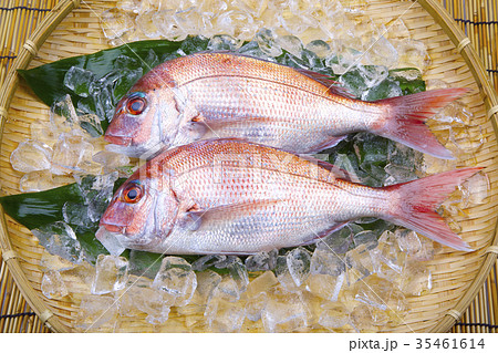 鯛　食材 35461614