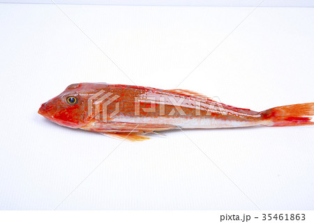 魴鮄　食材 35461863