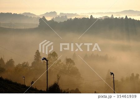 茶畑と雲海(奈良市月ヶ瀬) 茶畑と雲海(奈良市月ヶ瀬) 35461939
