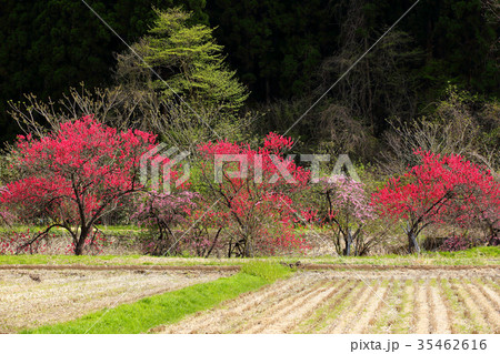 里山の春 35462616