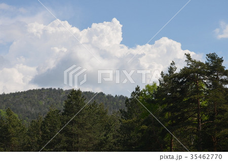 forest and cloudy blue sky landscape 35462770
