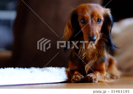見つめる犬 ダックス 可愛い カニンヘン 小型犬 見つめる犬 ダックス 可愛い カニンヘン 小型犬 35463195