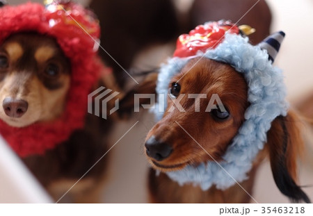 犬　ダックス　可愛い　カニンヘン　小型犬　節分 35463218