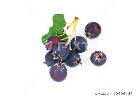 Forest berry blueberries Forest berry blueberries 35464534