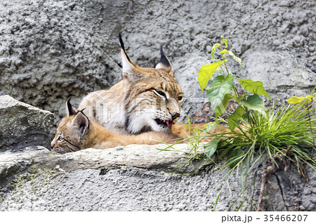 a female of the northern lynx with a brood, in the 35466207
