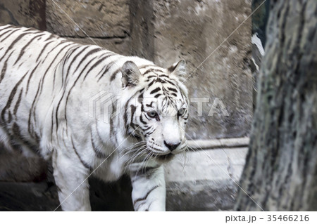 Rare white tiger slose portrait 35466216