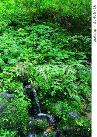 杜々の森(新潟県) 杜々の森(新潟県) 35466716