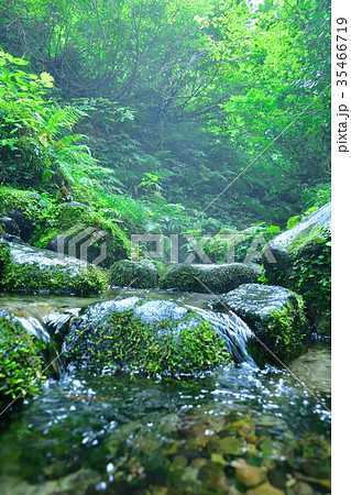 杜々の森(新潟県) 杜々の森(新潟県) 35466719