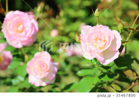 バラの花　マチルダ 35467800