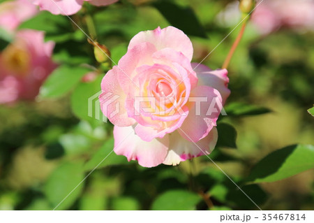 バラの花 マチルダの写真素材