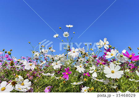 秋の花 空 コスモス 35468029
