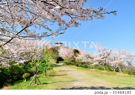 桜の花が咲く高津子山 35468185