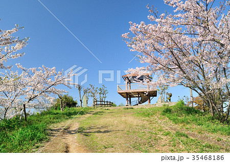 桜の花が咲く高津子山(章魚頭姿山) 桜の花が咲く高津子山(章魚頭姿山) 35468186