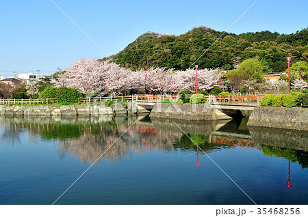 和歌浦 御手洗池と桜 和歌浦 御手洗池と桜 35468256