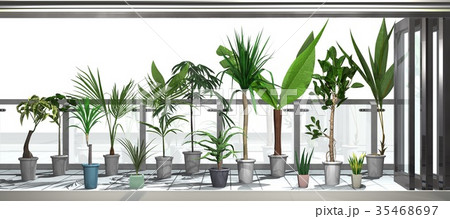 観葉植物 35468697