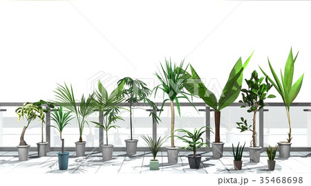 観葉植物 35468698