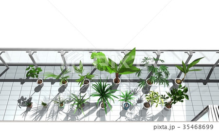 観葉植物 35468699
