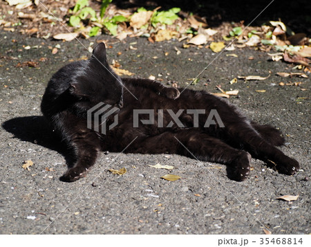 黒ねこ 黒ねこ 35468814