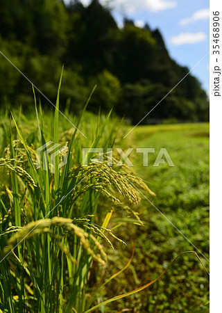 稲穂 35468906