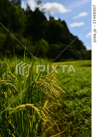 稲穂 35468907