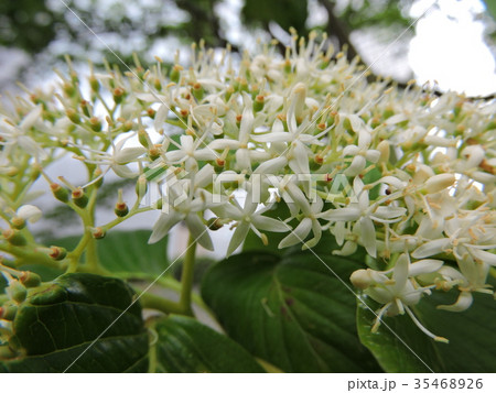 ミズキ ミズキ 35468926