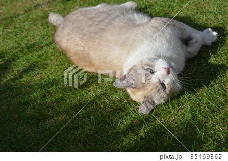芝生に寝転んで甘える、可愛くて精悍な地域猫 35469362