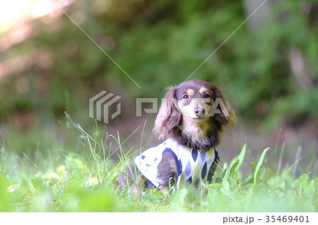 ダックス　カニンヘン　小型犬　犬 35469401
