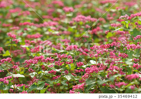 自然 植物 ソバ 赤花の品種です 赤い絨毯を敷いたような見事な色の蕎麦畑の写真素材