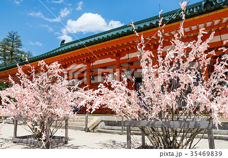 平安神宮 桜みくじ 京都府京都市左京区 17年4月撮影の写真素材