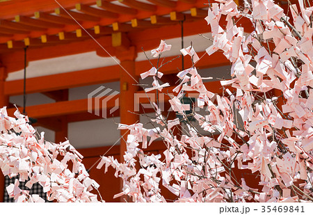 平安神宮 桜みくじ 京都府京都市左京区 ※2017年4月撮影 35469841