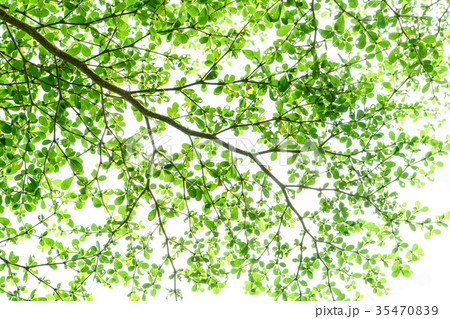 Tree branch with green leaves isolated 35470839