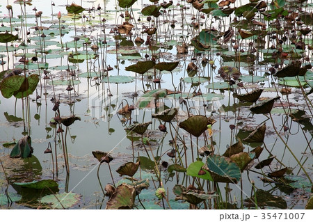 Lotus pond  35471007