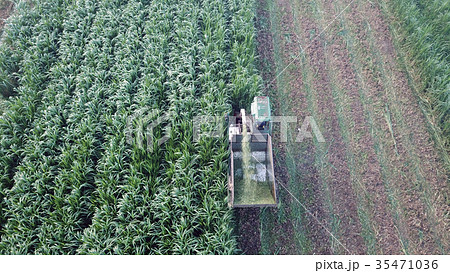 袋入り 刈り入れ 収穫作業 35471036