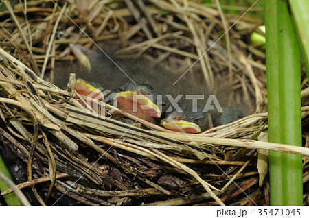 自然のヒナ 35471045