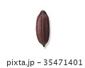 カカオ 35471401