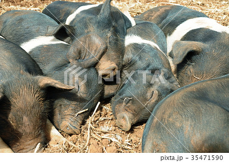 hampshire pigs 35471590