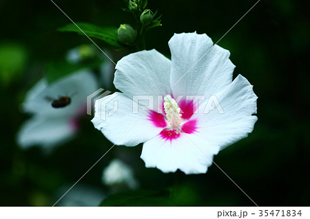 ムクゲの花 35471834