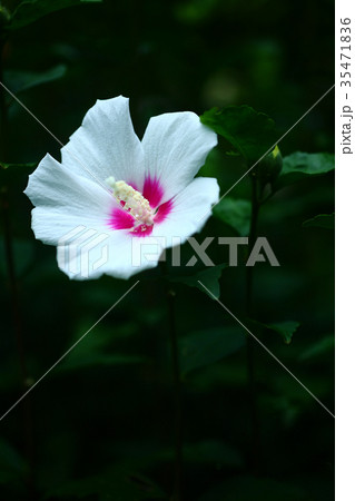 ムクゲの花 35471836