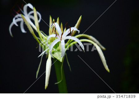 雨に咲くハマオモトの花 雨に咲くハマオモトの花 35471839
