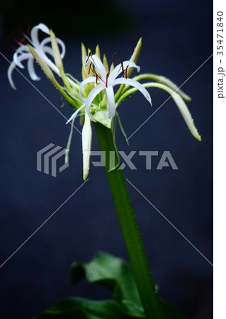 雨に咲くハマオモトの花 35471840