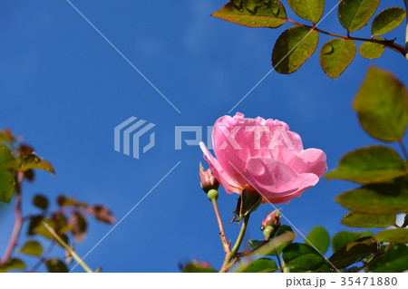 雨上がりの朝の薔薇 35471880