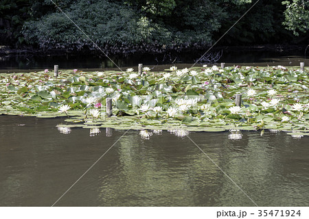 睡蓮池 35471924