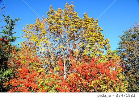 黄葉とピラカンサス 色ずく赤い実 青空と紅葉 黄葉と赤い実 黄葉とピラカンサス 色ずく赤い実 青空と紅葉 黄葉と赤い実 35471932