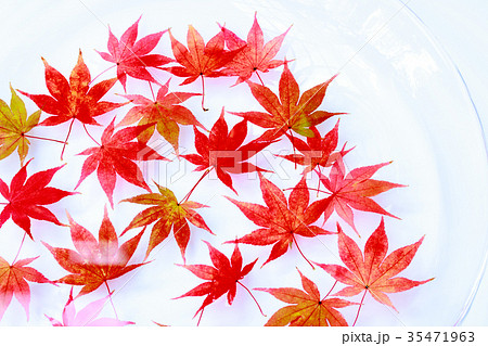 水中紅葉 水中紅葉 35471963