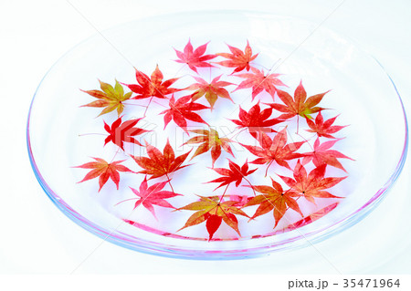 水中紅葉 水中紅葉 35471964