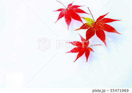 水中紅葉 35471969