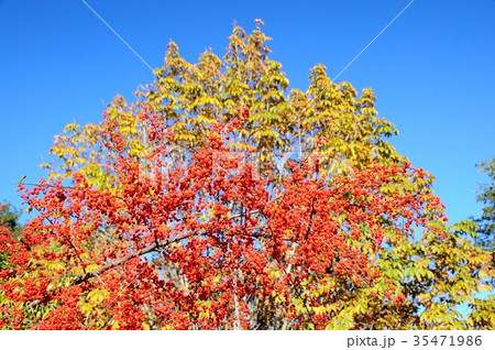 青空と一面に実った紅いピラカンサス　　青空背景の紅いピラカンサスの実 35471986